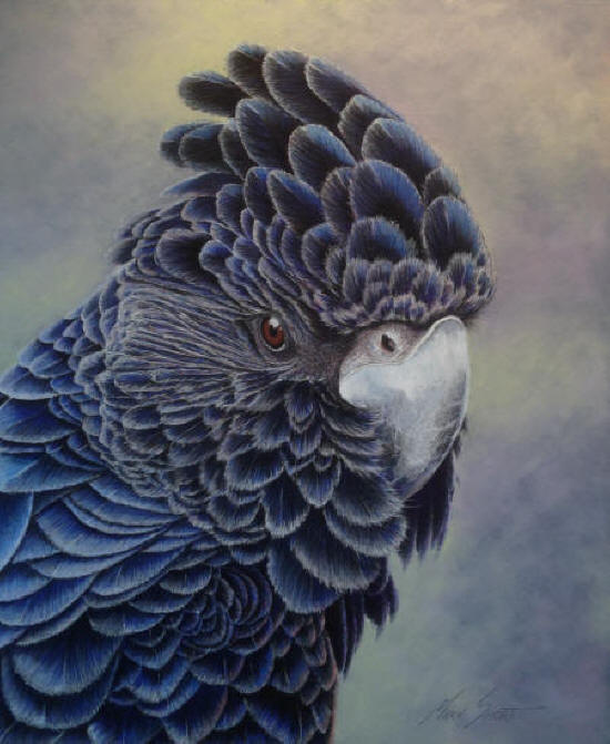 GLOSSY BLACK COCKATOO