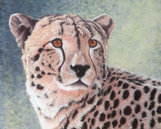 CHEETAH