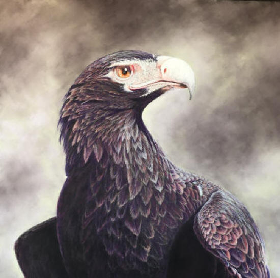 WEDGETAIL EAGLE