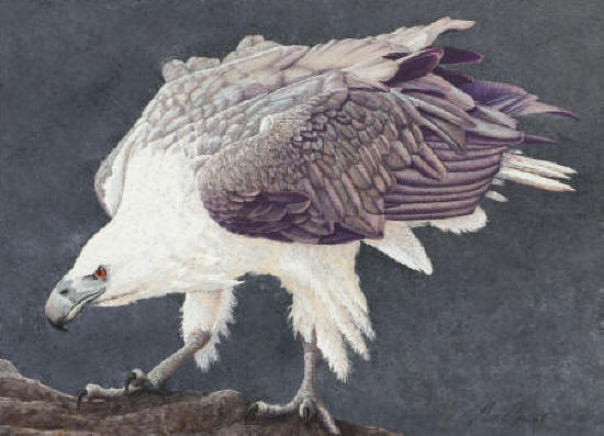 SEA EAGLE