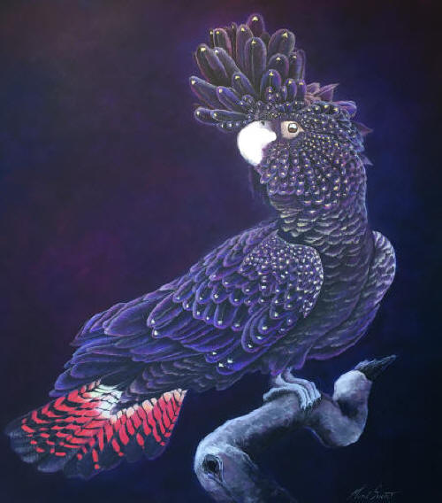 RED TAILED BLACK COCKATOO