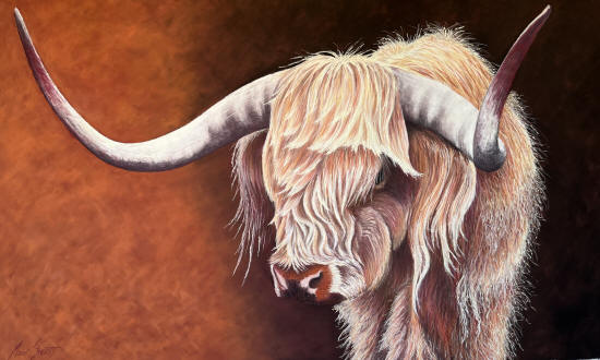 SCOTTISH HIGHLAND STUD BULL