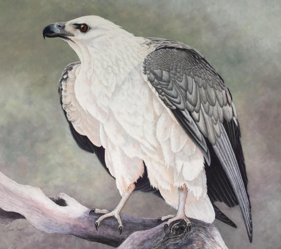 WHITE BREASTED SEA EAGLE TWO