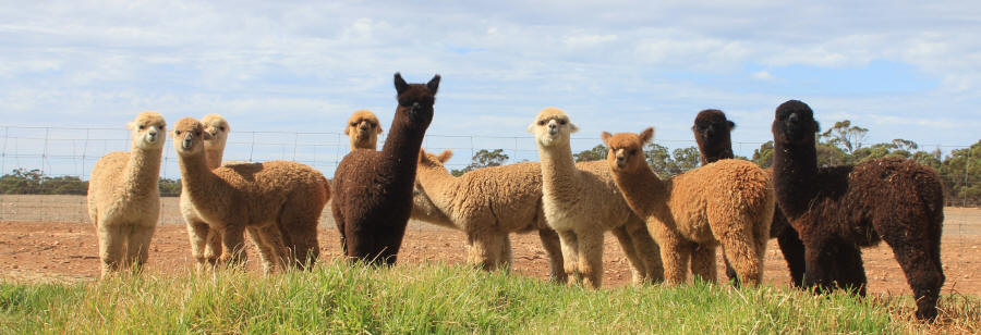 ALPACADS